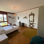 Olivella *