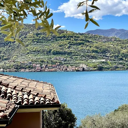 Olivella Sale Marasino